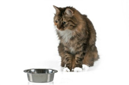 Picking the Right Food For Your Pet