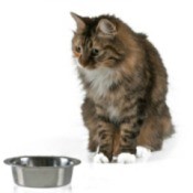 Picking the Right Food For Your Pet