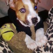 Staffy puppy
