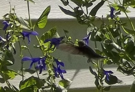 hummingbird on salvia
