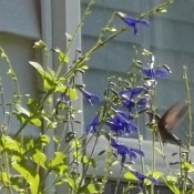 profile of hummer feeding