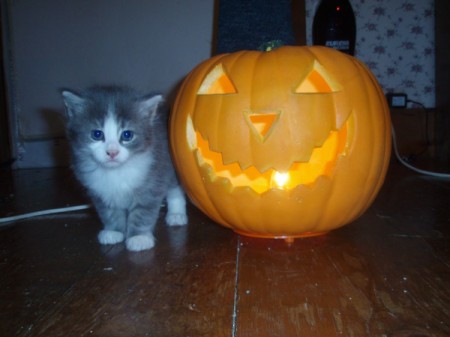 cute gray and white kitten next to Jack O' Lantern