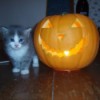 cute gray and white kitten next to Jack O' Lantern