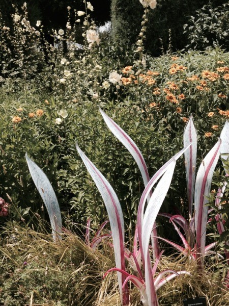 snake plant like leaves in white and rose