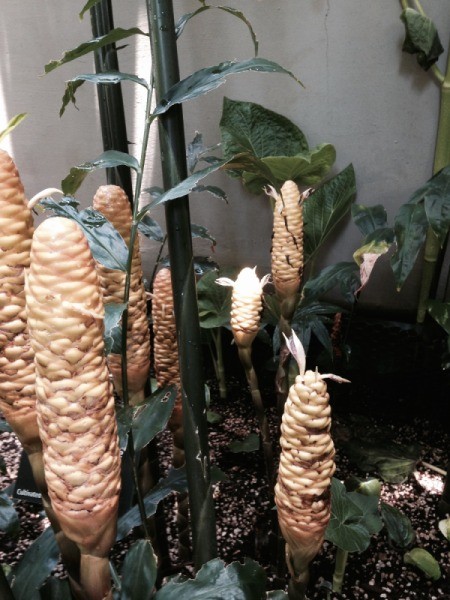 tropical plant with unique flower