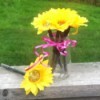 several sunflower pens in jar on railing