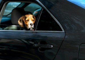 Dog Riding in the Car