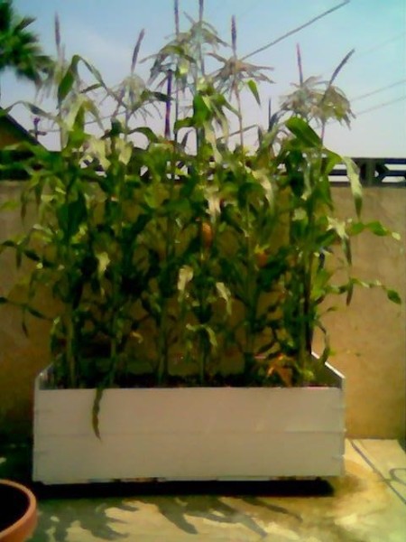 corn growing in a wooden contain in back yard