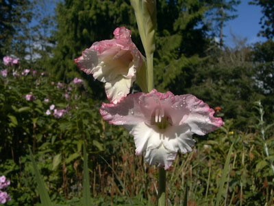 pink and white glad