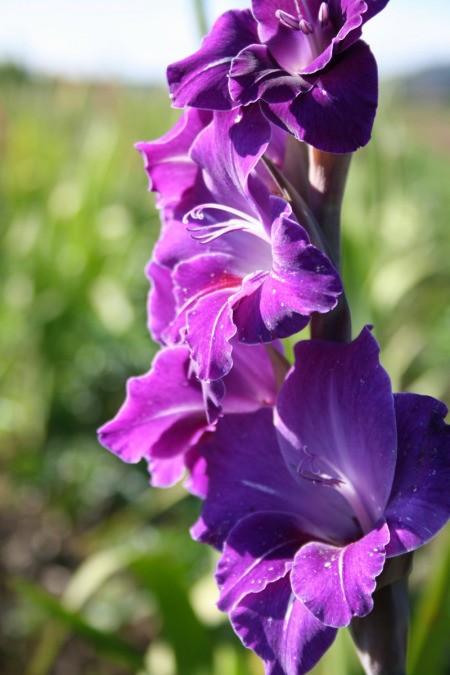 beautiful purple gladiola