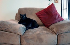 black cat on microsuede chair