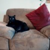 black cat on microsuede chair