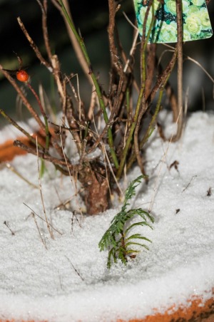 snow in flower pot