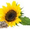 sunflower with seeds in foreground