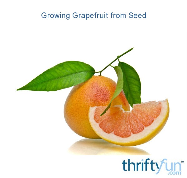 Growing Grapefruit from Seed ThriftyFun