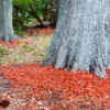 red mulch around trees