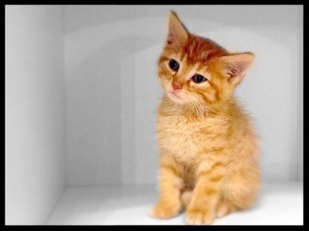 small orange tabby kitten
