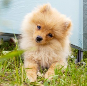 Pomeranian puppy