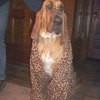 Bumpis - Bloodhound
