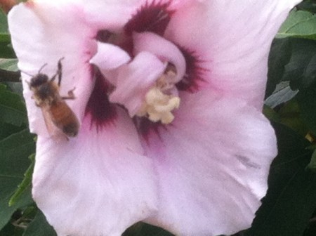 closeup of rose of Sharon with a bee