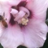 closeup of rose of Sharon with a bee
