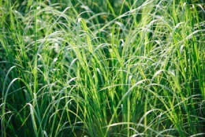 Johnson Grass
