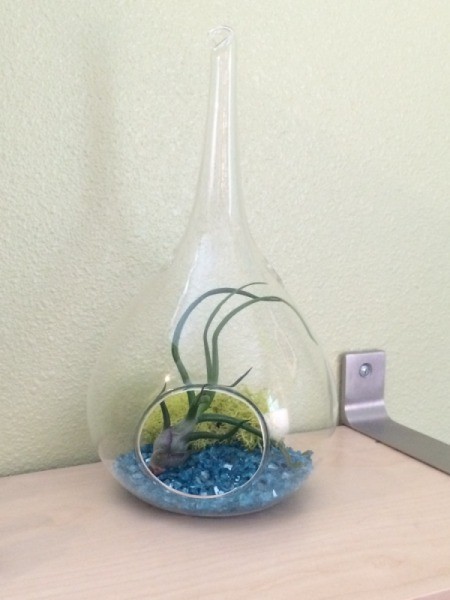 Caring for an Air Plant