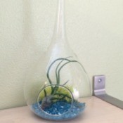 Caring for an Air Plant