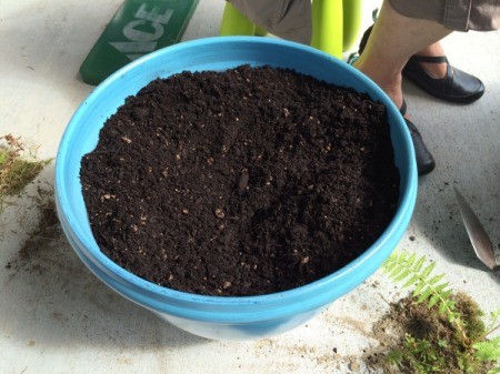 soil in pot