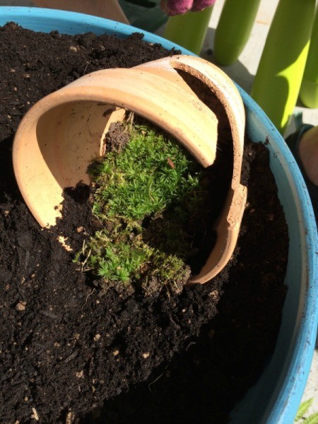 moss in broken pot