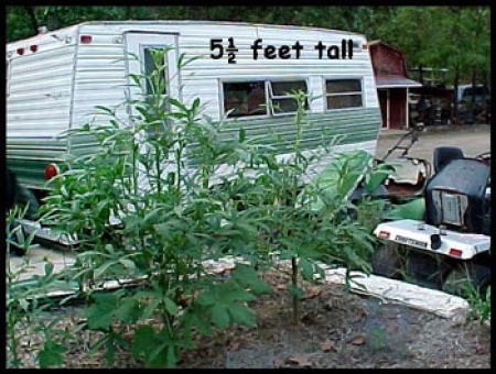 Flower Bed Okra Plants