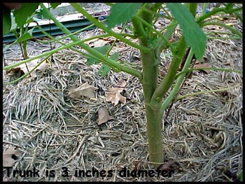 Flower Bed Okra Plants