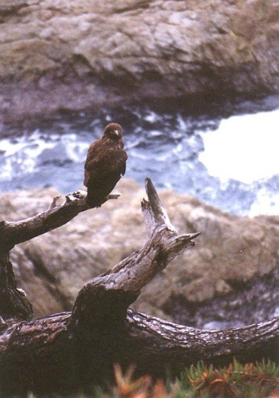 hawk on dead tree branch