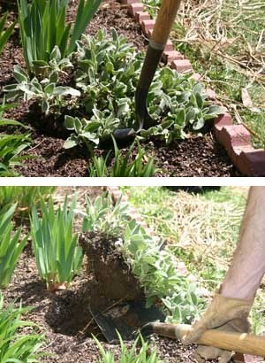 Dividing Perennials