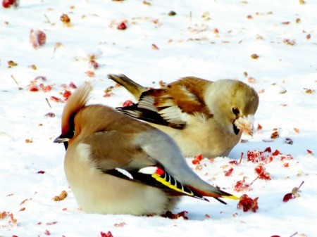 grosbeaks in the snow eating