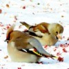 grosbeaks in the snow eating