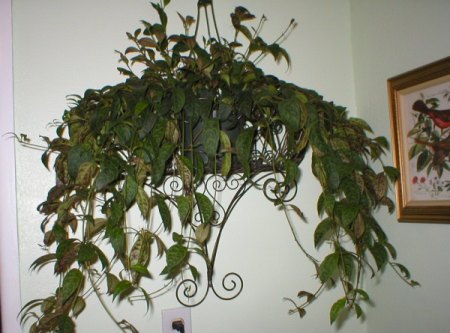 hanging houseplant