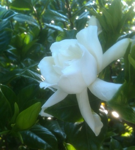 gardenia flower