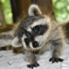 curious young raccoon