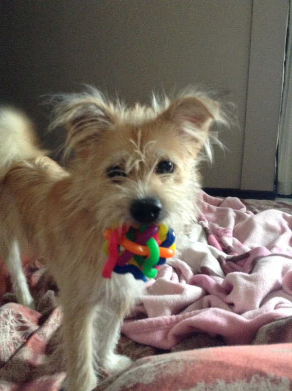 puppy with colorful toy