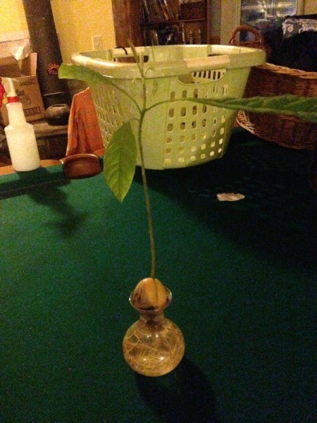avocado plant