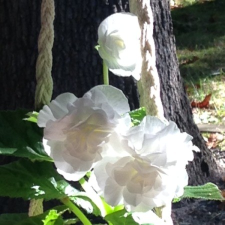 Sleeping Beauty (Angel Wing Begonia)