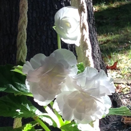 Sleeping Beauty (Angel Wing Begonia)