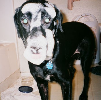 Sudsy Roxy (Lab/Border Collie Mix)