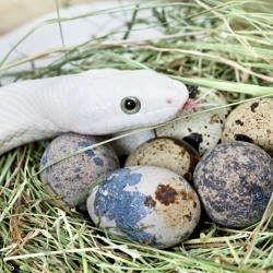Preventing Snakes From Stealing Eggs
