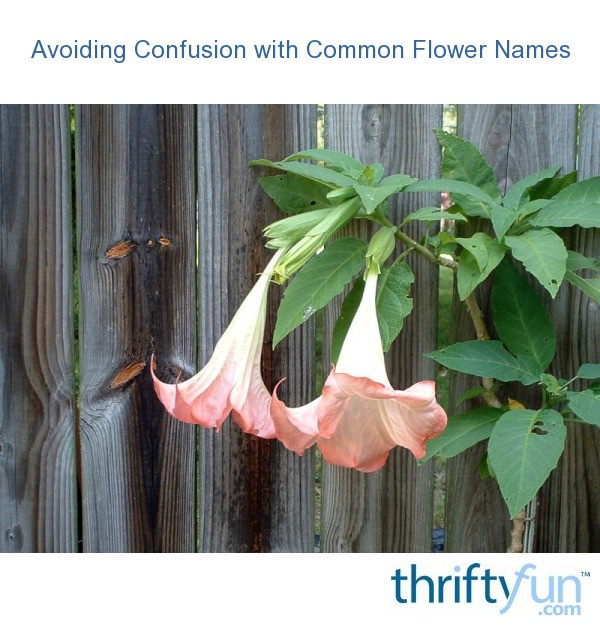 Avoiding Confusion With Common Flower Names ThriftyFun