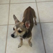 brown and tan dog with big ears