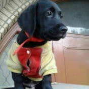 black Lab puppy