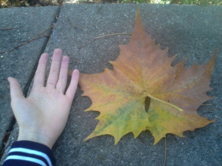 Fall Maple Leaf