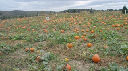 Pumpkin Picking Time